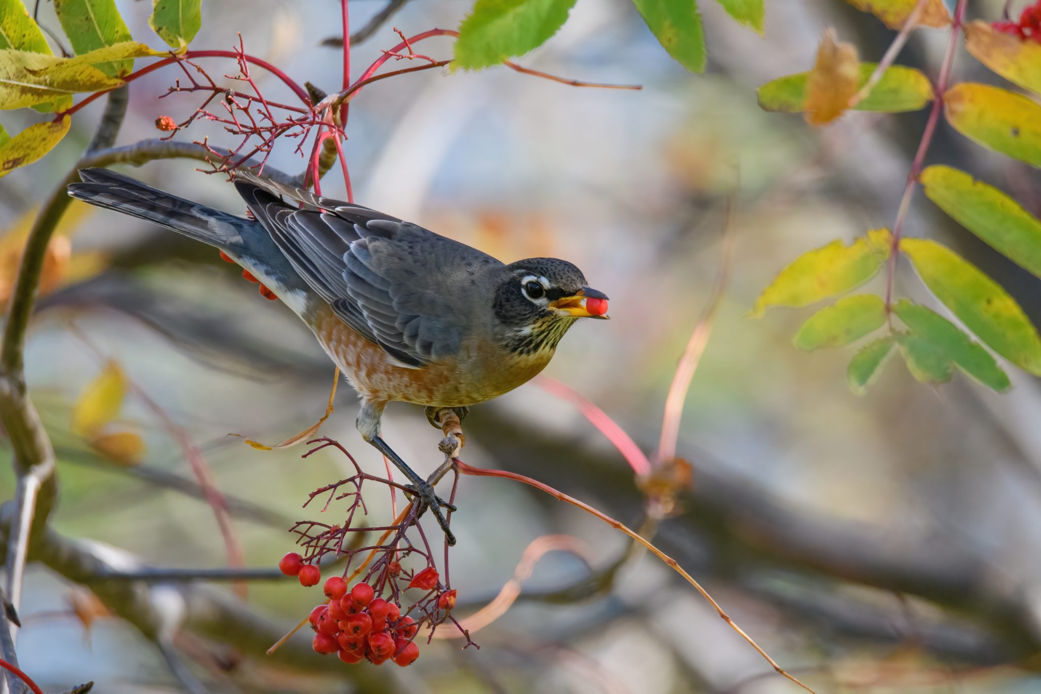 American Robin eating mountain ash berries from the tree.