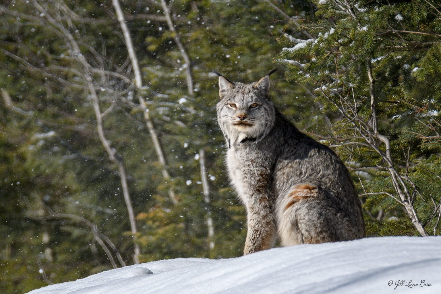 Canada Lynx