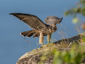 Juvenile peregrine falcon stretching its wings