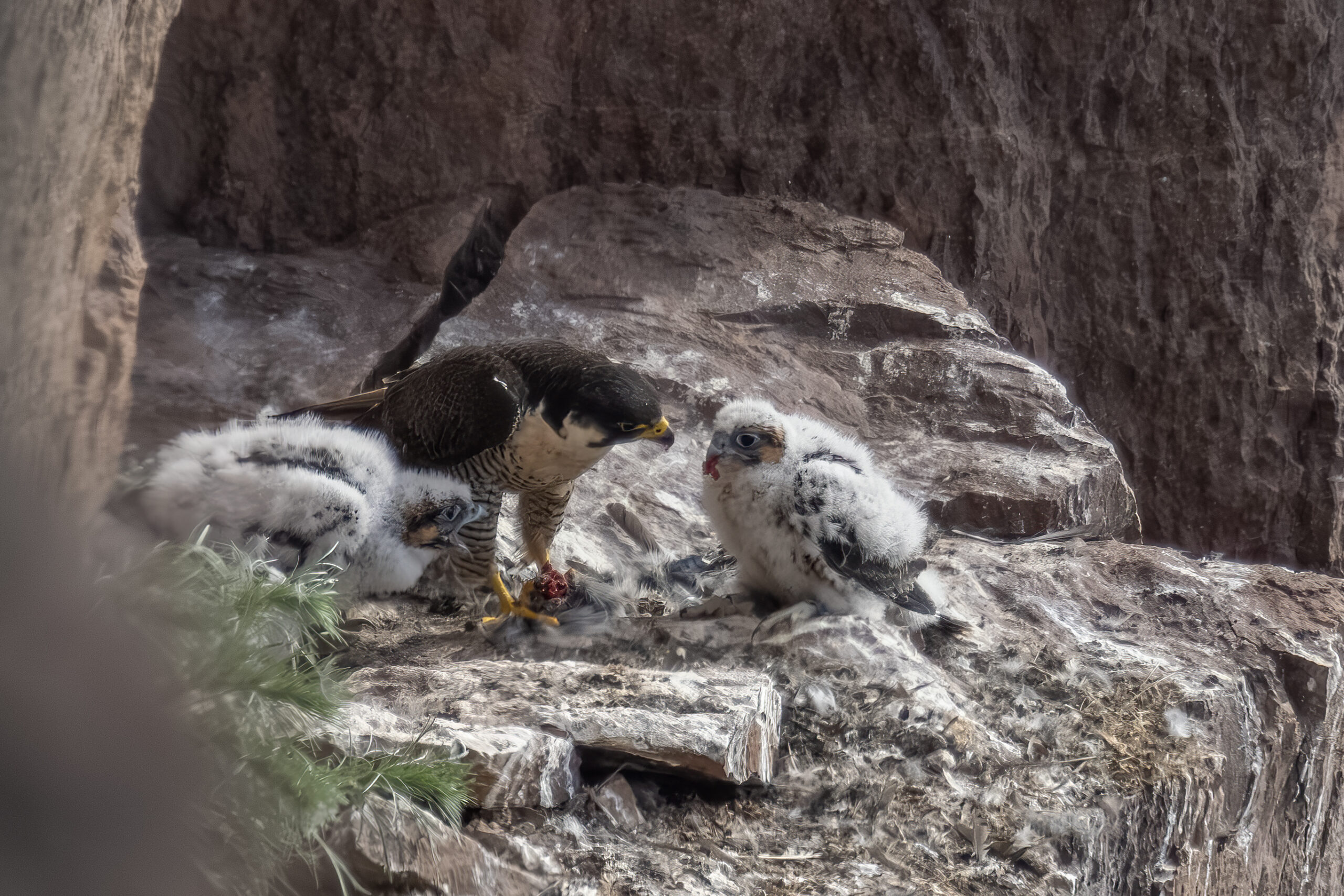Adult female peregrine feeding chicks (29 & 30 days old) on eyrie