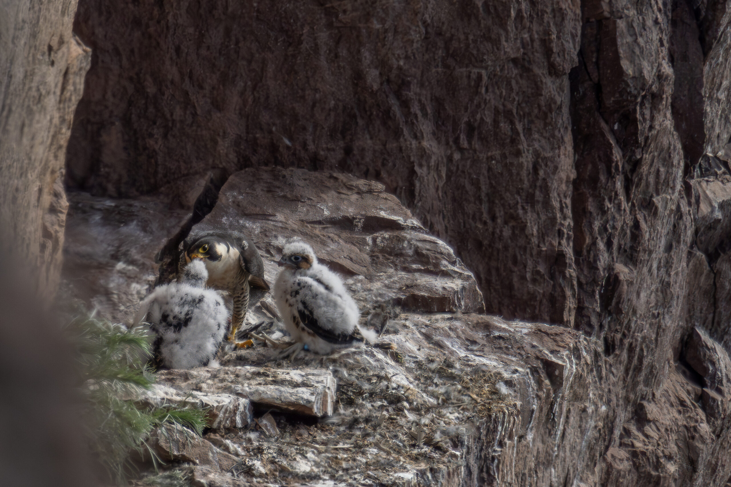 Adult female peregrine feeding the chicks on the eyrie. Chicks are 29 and 30 days old.