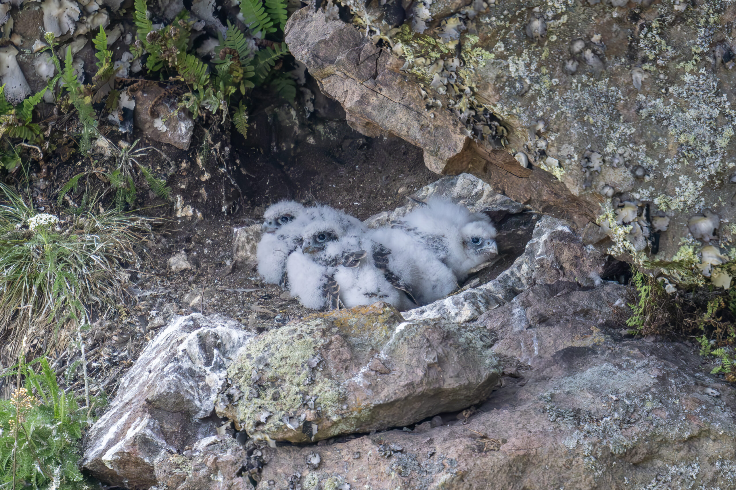 Wing, tail and facial feathers appear.