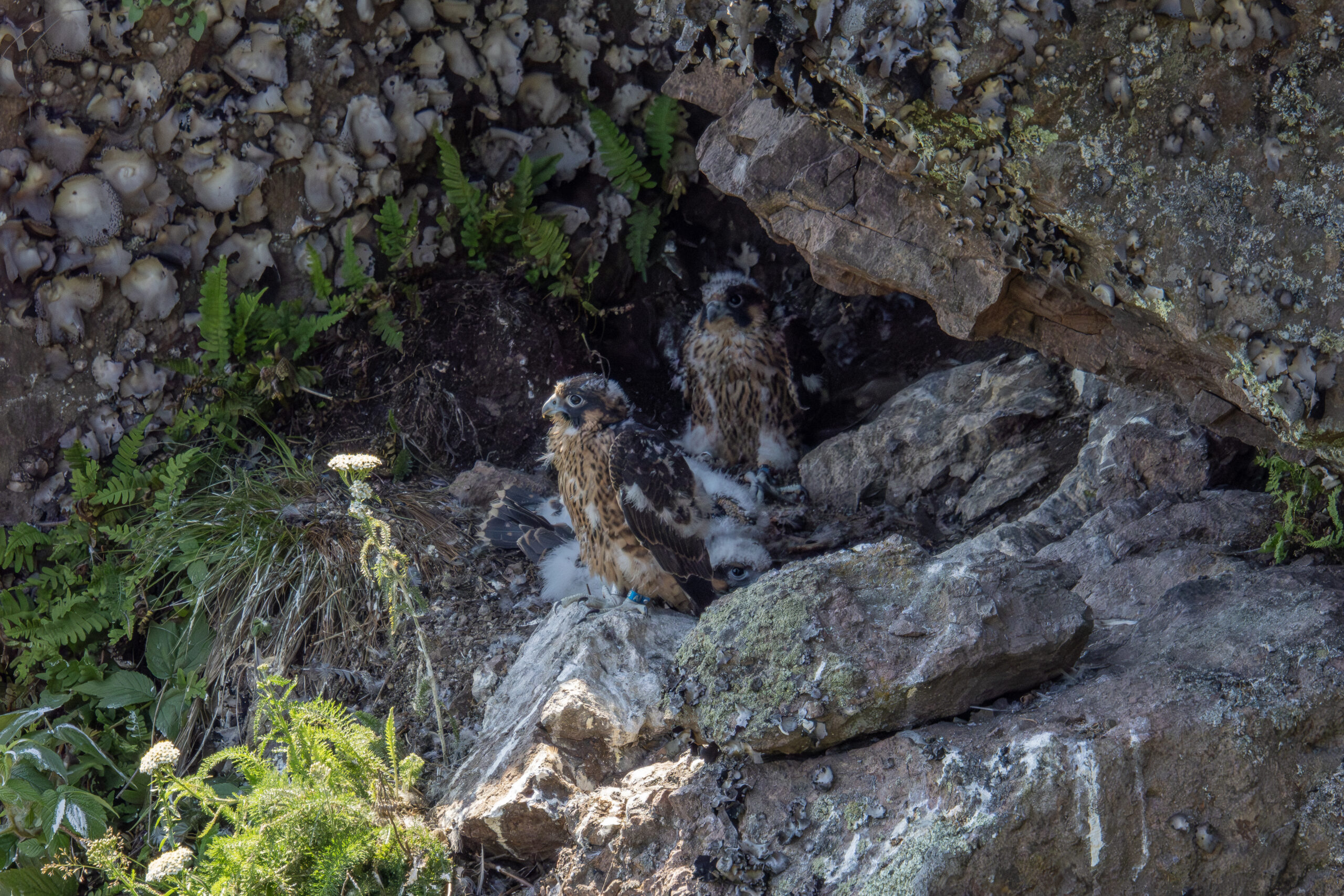 Two males chicks are now 33 days old and sport more brown feathers than their sister (lying down) who is now 29 days old.