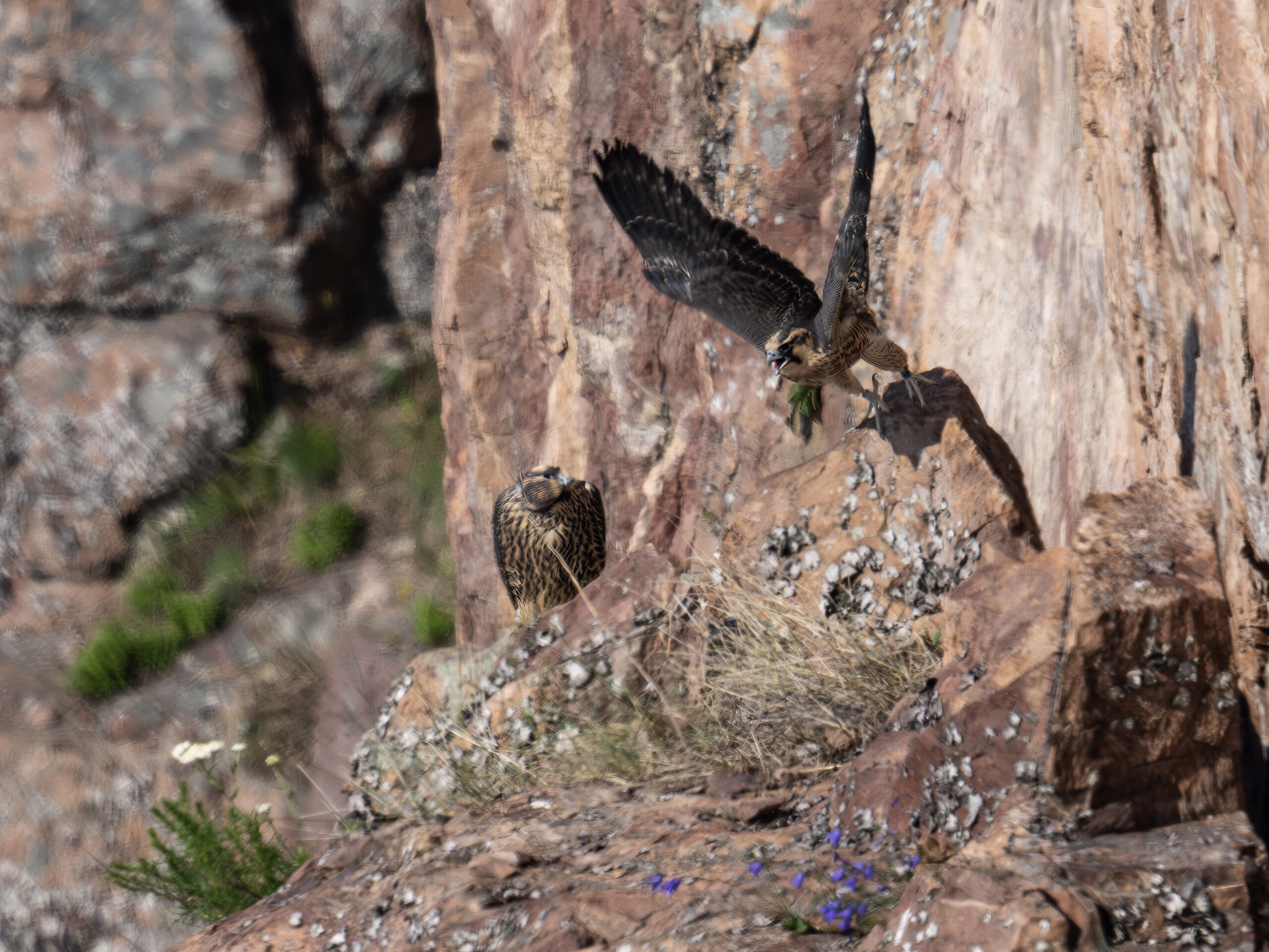 The first flights are often to lower or nearby ledges.  Here they will beg parents for food and often follow if a parent flies by.