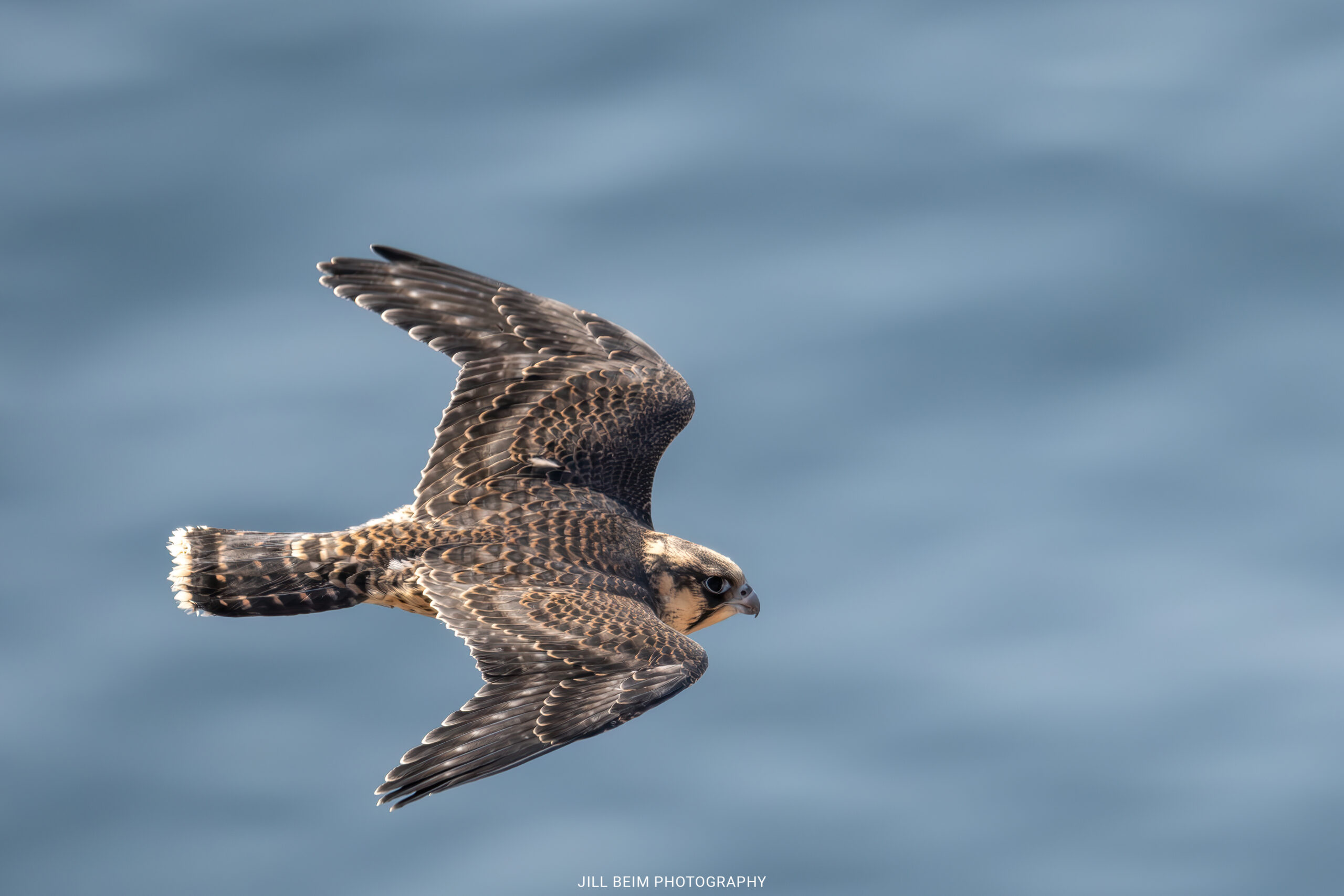 Juvenile peregrine flying over Lake Superior
