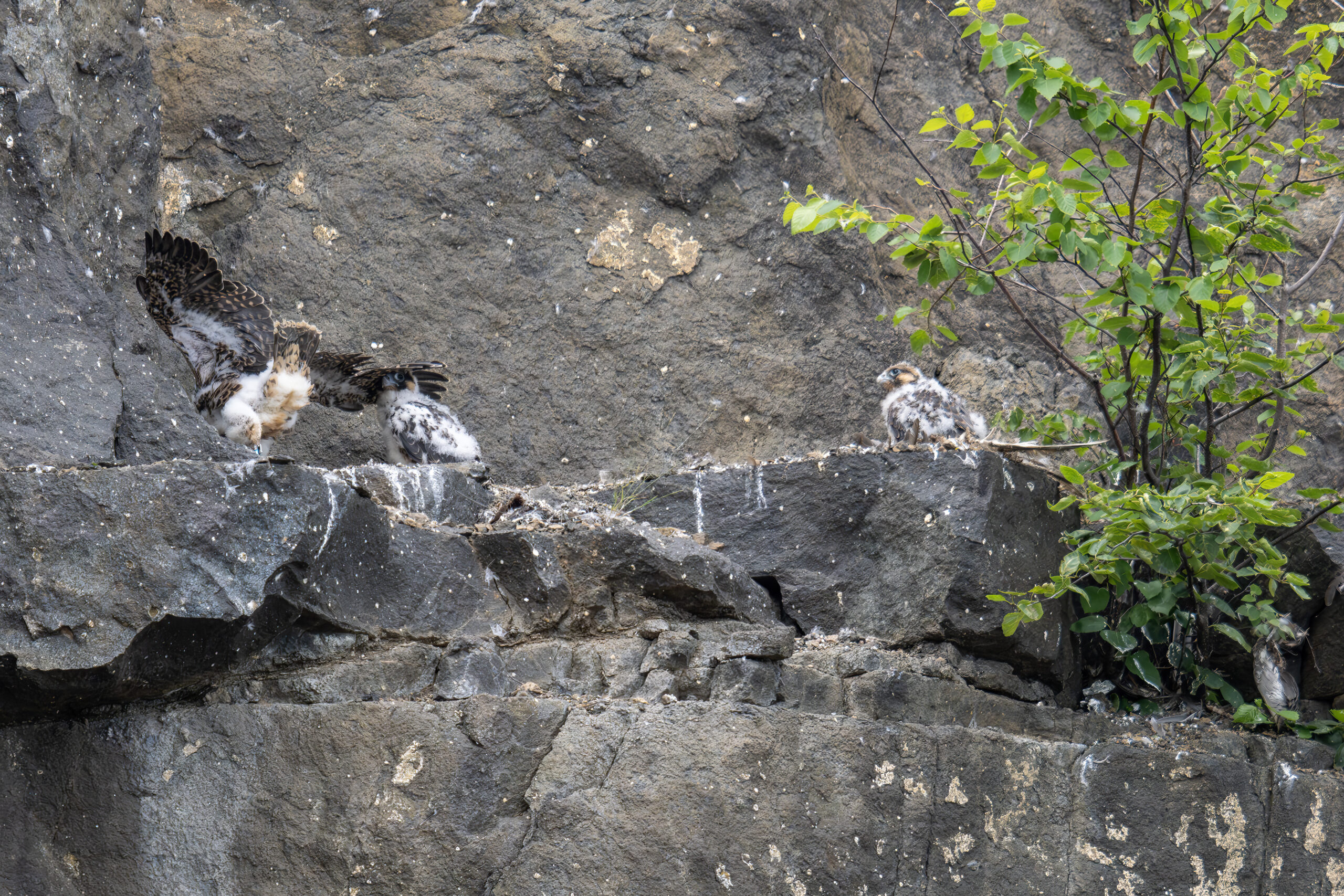 Wing flapping is hard to do on a narrow ledge with siblings in the way. Chicks are now 33, 34 & 35 days old.