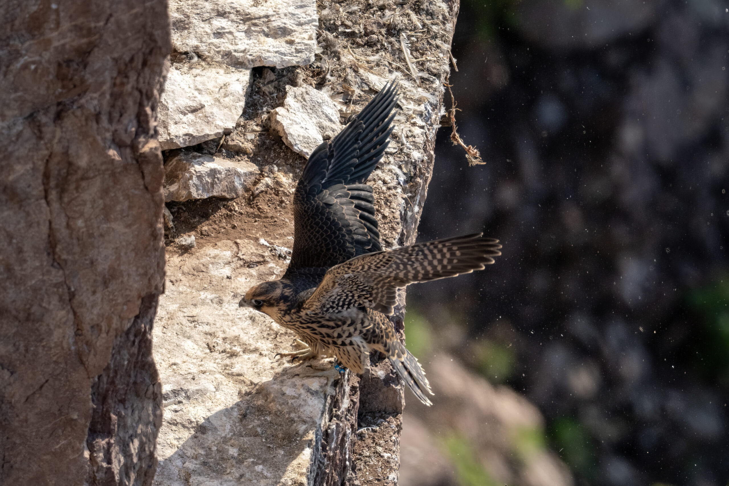 Young peregrine, now 44 days practices flapping shortly before taking her first leap and flight from the ledge.