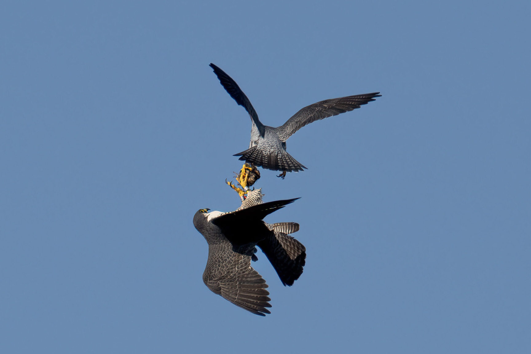 Parents performing a mid-air food transfer.