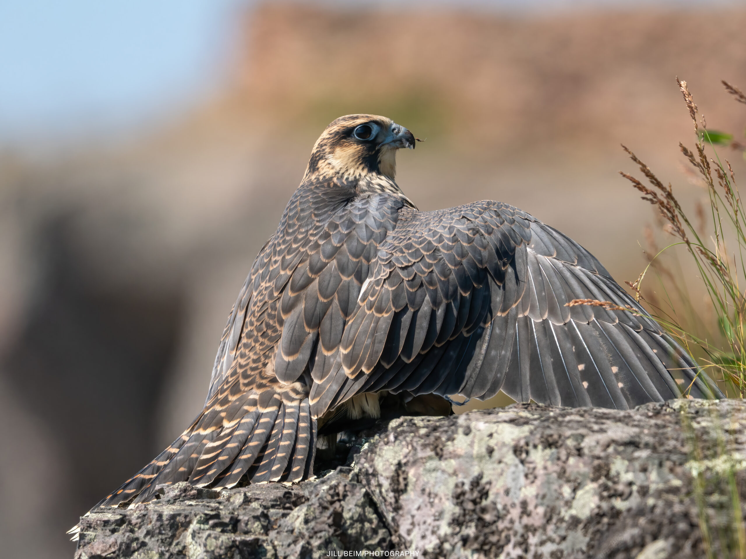 Fledgling has spotted adult with food and is in a mantling posture - seemingly a way to ask for a food delivery
