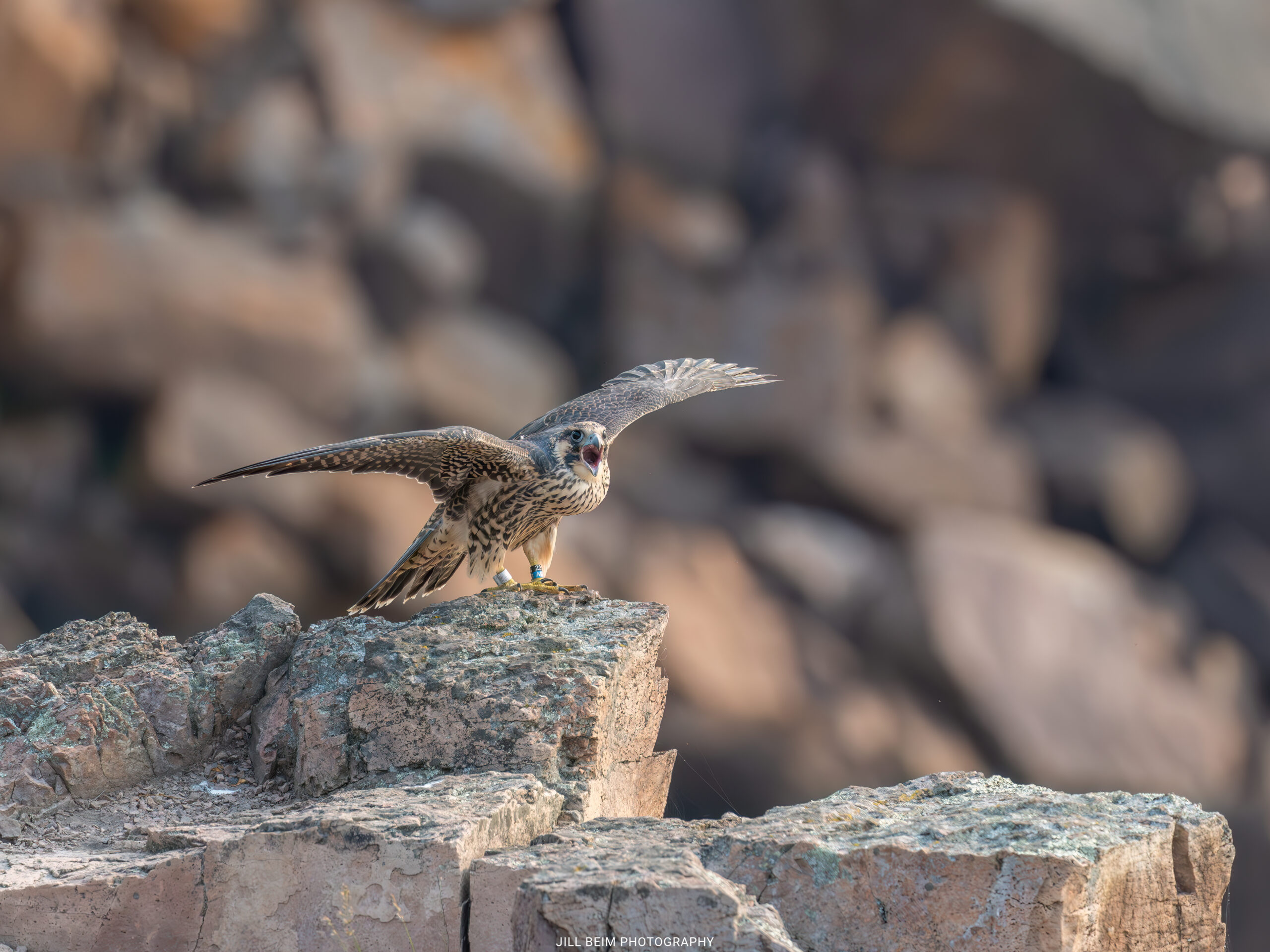 Fledging begging for food as adult flies by.