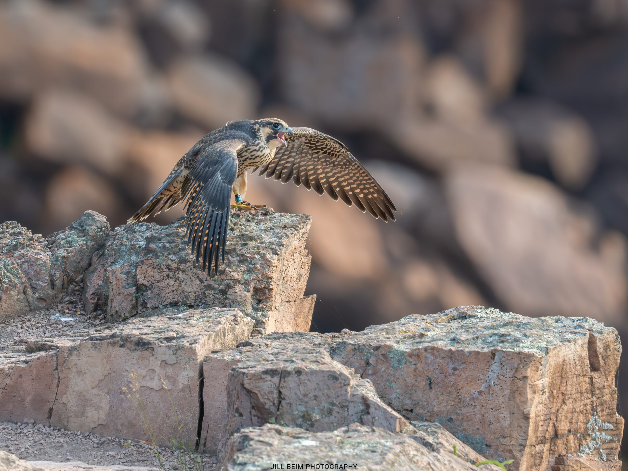 Fledgling begging and mantling for food.