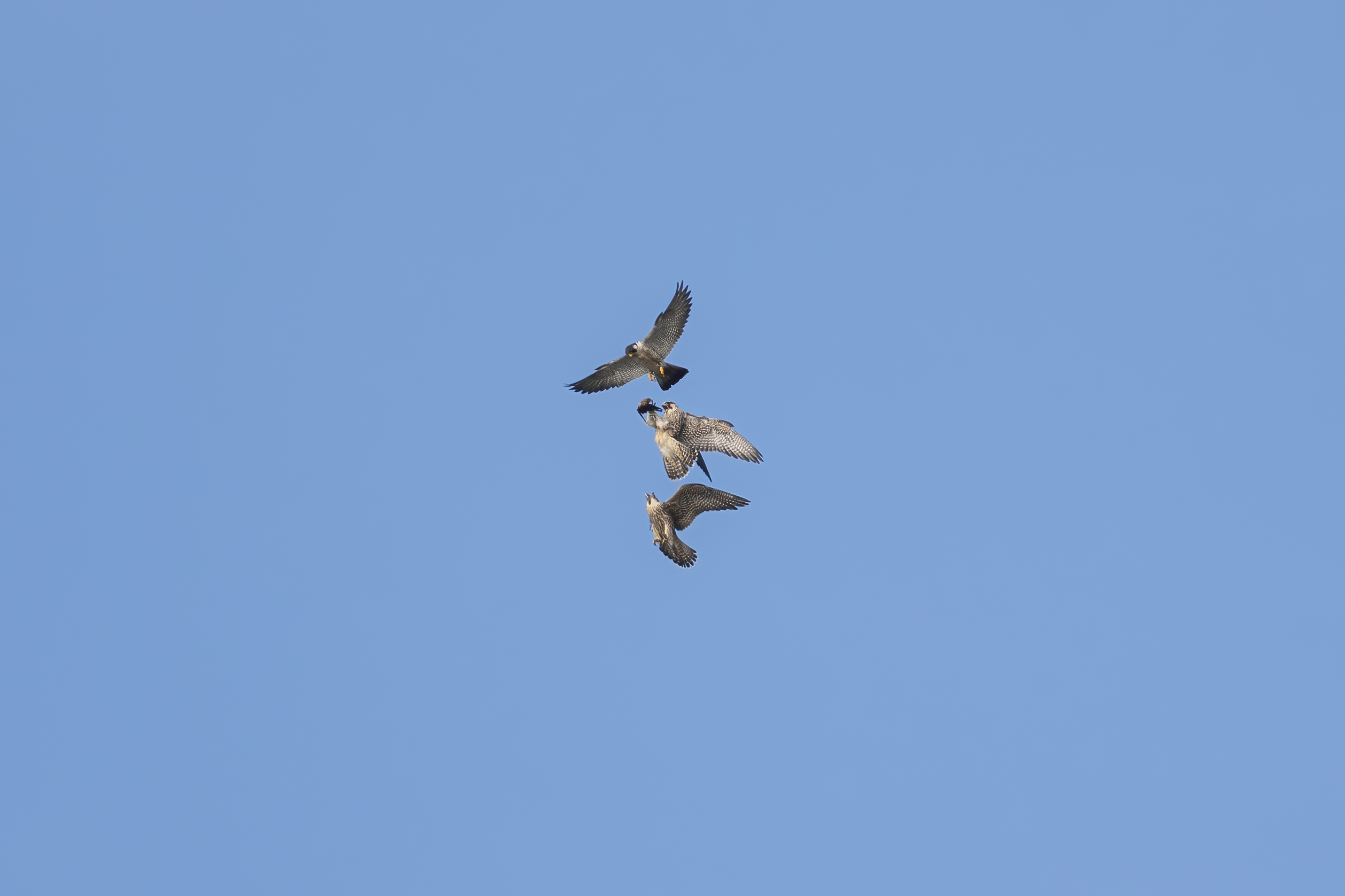 Juveniles race to adult male to retrieve food in an aerial food transfer.