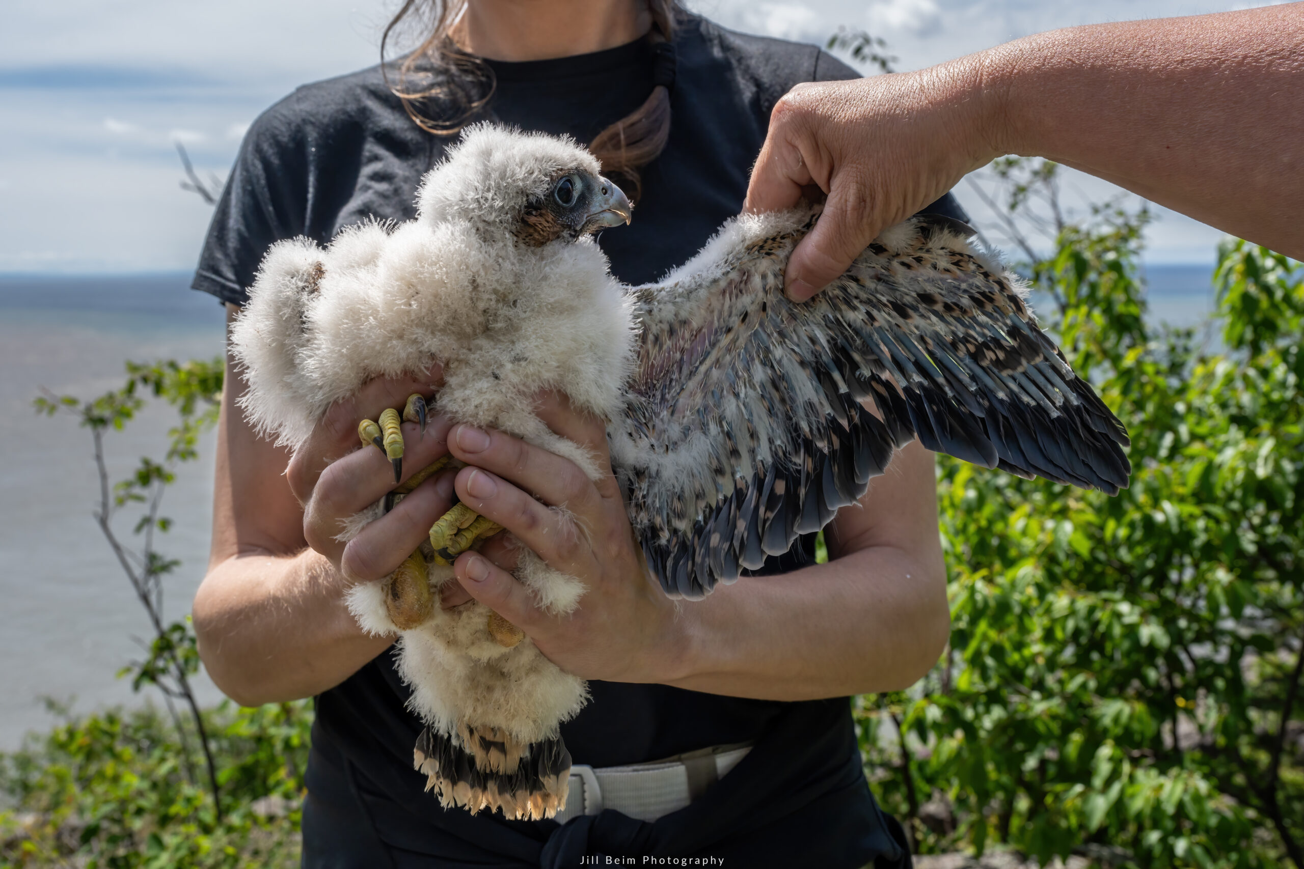 Wings incoming! These growing feathers are the start of something big.  Female 25 days old.